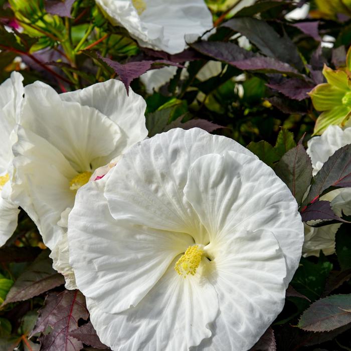 Summerific® 'Cookies and Cream' - Hibiscus (Rose Mallow) from Hand Cart Garden Center