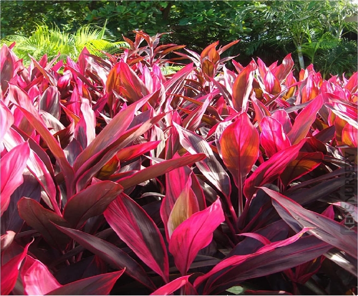 Ti Plant - Cordyline terminalis from Hand Cart Garden Center