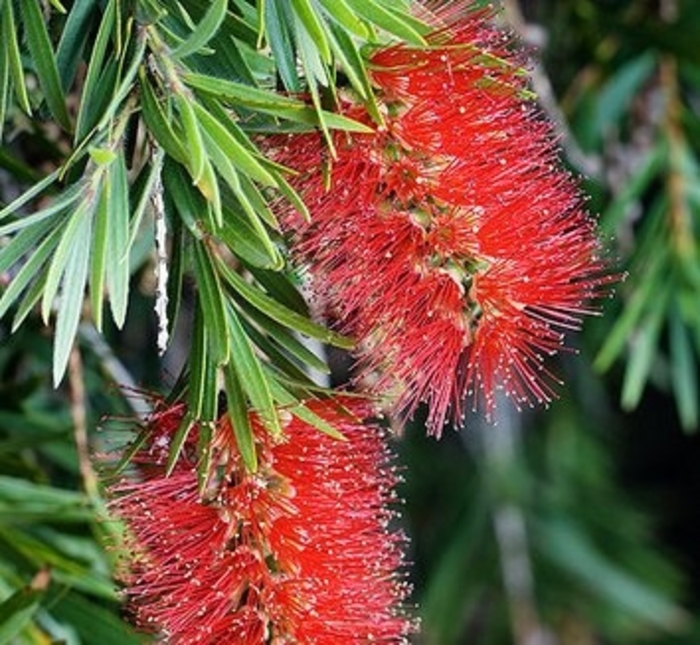 Bottlebrush - Callistemon from Hand Cart Garden Center