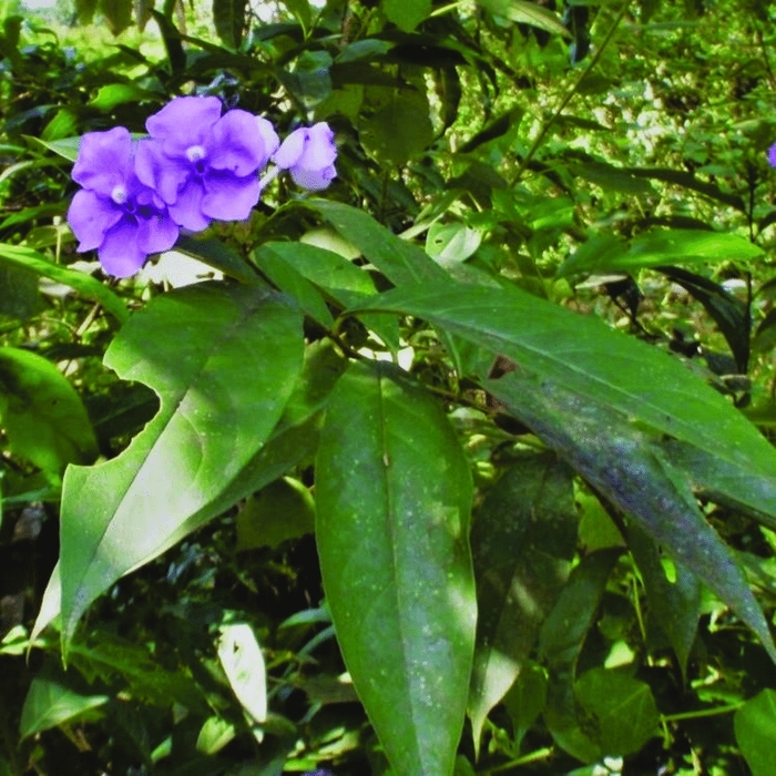 Yesterday-Today-and-Tomorrow - Brunfelsia grandiflora from Hand Cart Garden Center