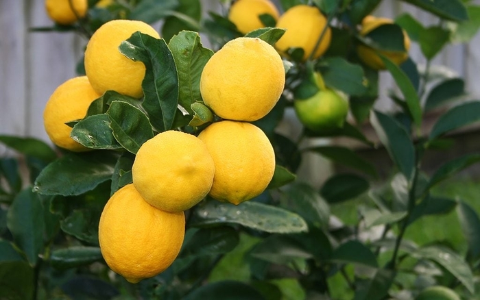 Meyer Lemon - Citrus limon from Hand Cart Garden Center