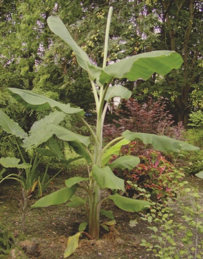 'Ice Cream' Banana - Musa acuminata from Hand Cart Garden Center