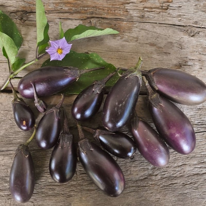 'Patio Baby' Eggplant - Solanum melongena from Hand Cart Garden Center