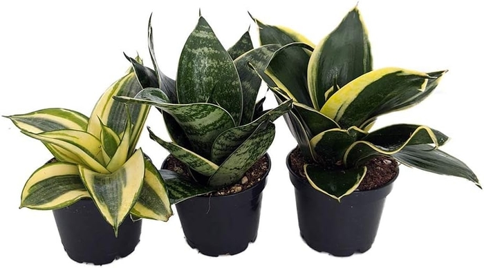 Snake Plant - Sansevieria trifasciata from Hand Cart Garden Center