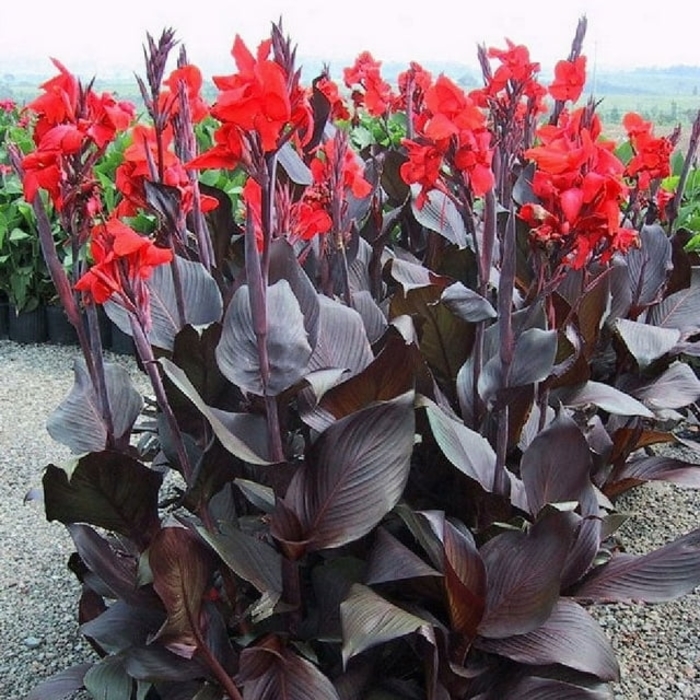 Canna Lily - Canna from Hand Cart Garden Center