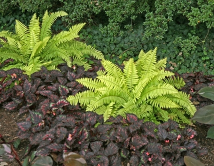 Boston Fern - Nephrolepis exaltata from Hand Cart Garden Center