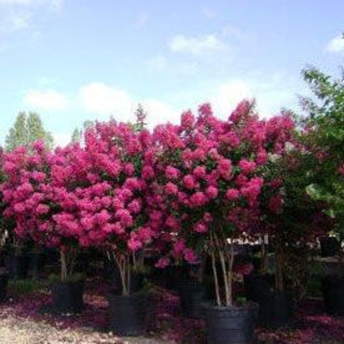 'Tonto' Crape Myrtle - Lagerstroemia indica x fauriei from Hand Cart Garden Center