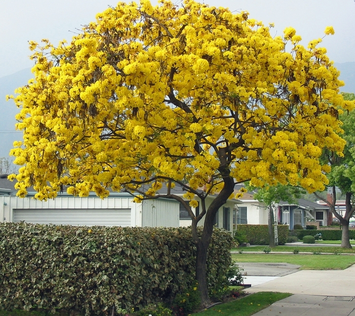 Golden Trumpet Tree - Tabebuia chrysotricha from Hand Cart Garden Center