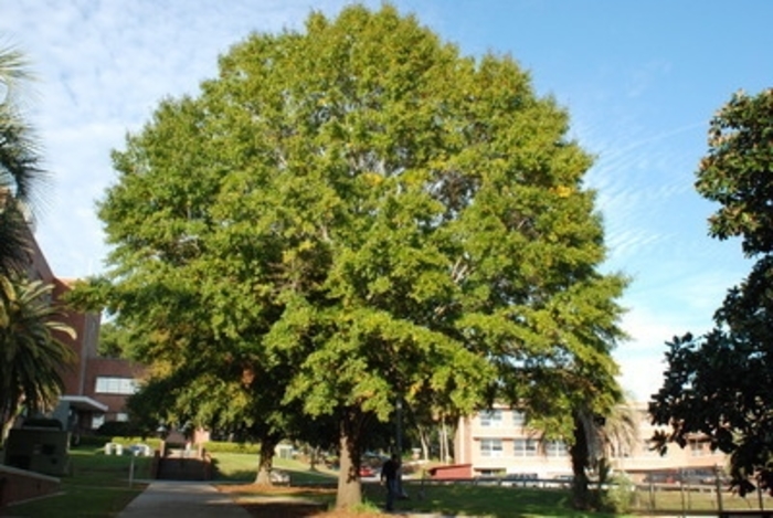 Laurel Oak - Quercus laurifolia from Hand Cart Garden Center