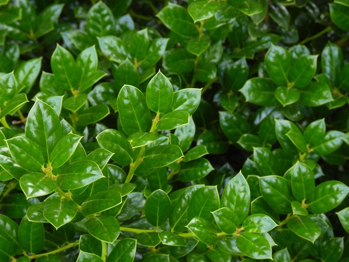 'Burfordii' Holly - Ilex cornuta from Hand Cart Garden Center