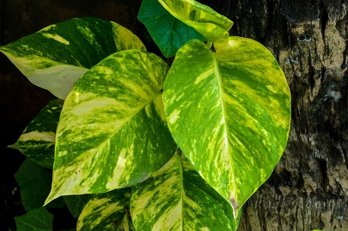 Golden Pothos - Epipremnum aureum from Hand Cart Garden Center