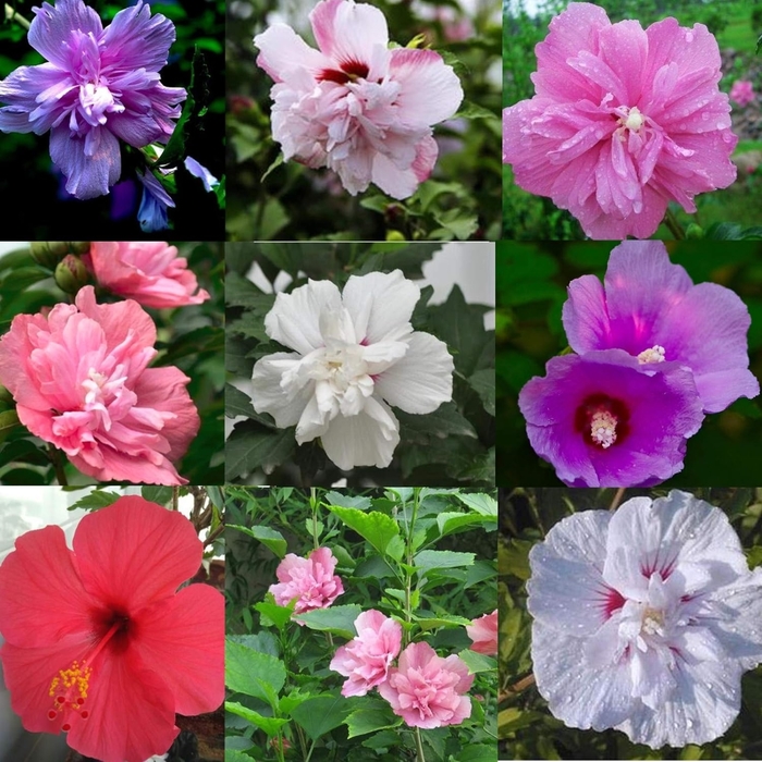 Rose of Sharon - Hibiscus from Hand Cart Garden Center