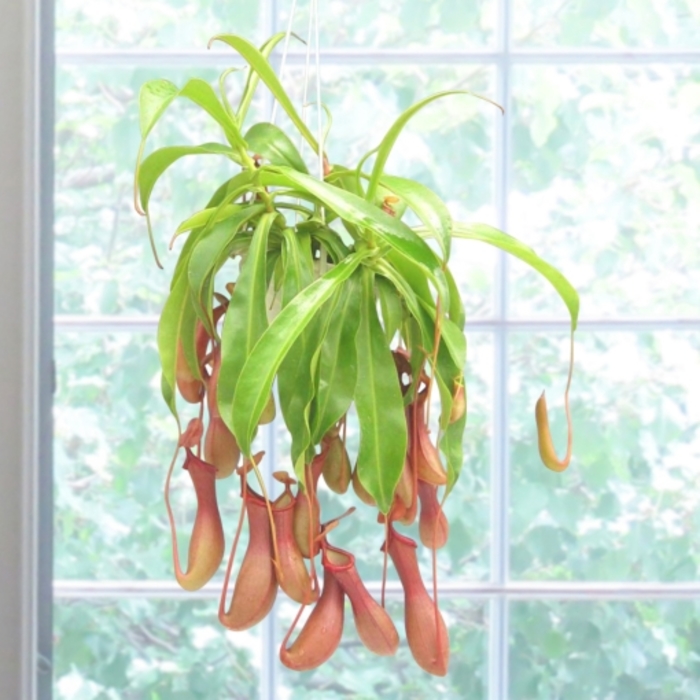 Pitcher Plant - Nepenthes ventricosa from Hand Cart Garden Center