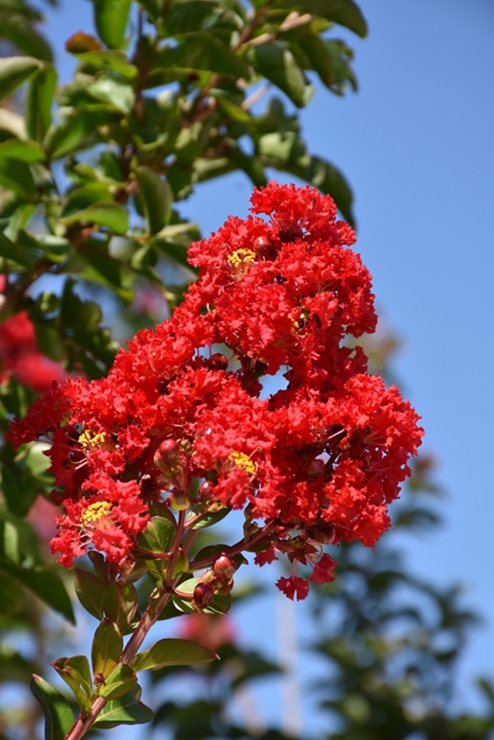 'Miss Frances' Crapemyrtle - Lagerstroemia indica from Hand Cart Garden Center