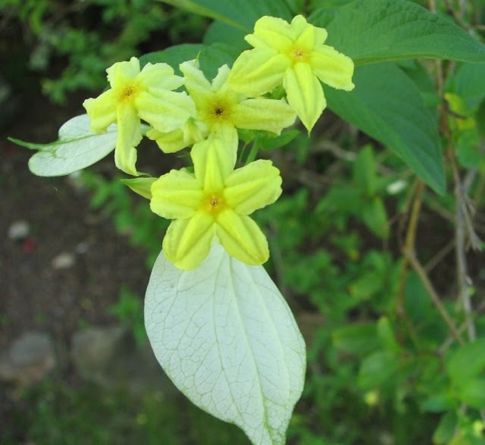 Dwarf Mussaenda - Pseudomussaenda flava from Hand Cart Garden Center