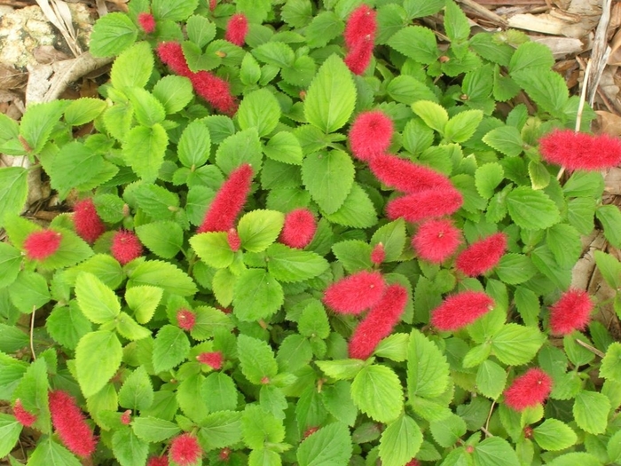 Dwarf Chennile - Acalypha Pendula from Hand Cart Garden Center