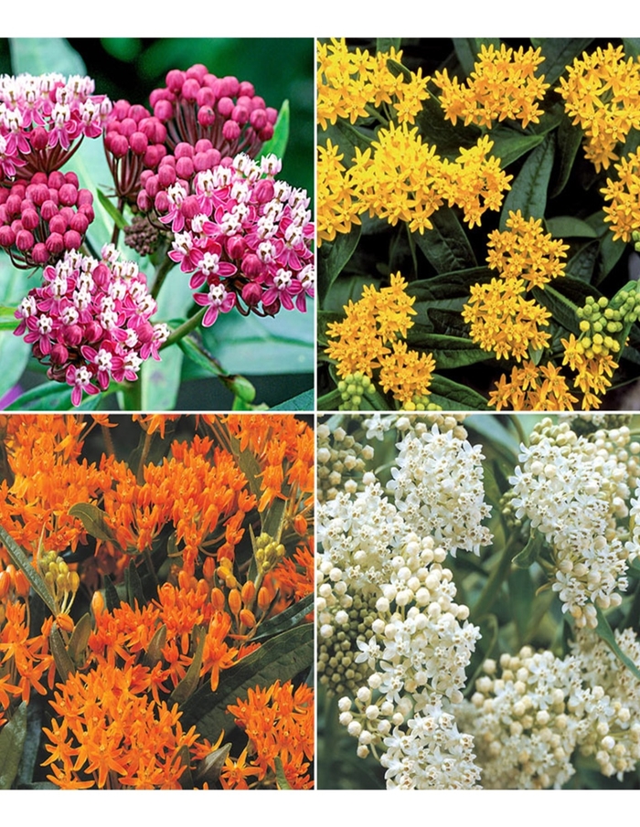 Milkweed - Asclepias curassavica from Hand Cart Garden Center