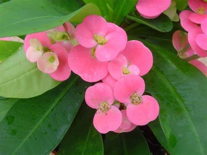 'Pink Cadillac' Crown of Thorns - Euphorbia milii maxi from Hand Cart Garden Center