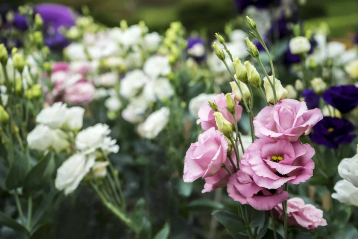 Assorted Lisianthus - Eustoma grandiflora from Hand Cart Garden Center