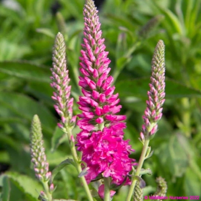 Veronica 'Bubblegum Candles' - Veronica Spicata from Hand Cart Garden Center