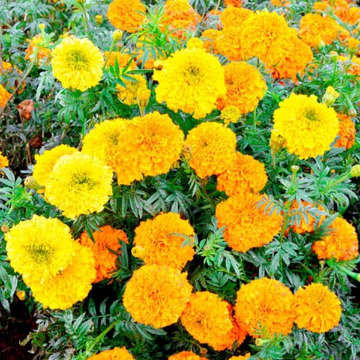 Assorted Marigold - Tagetes from Hand Cart Garden Center