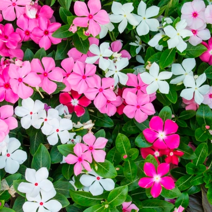 'Multiple Varieties' Vinca - Catharanthus roseus from Hand Cart Garden Center