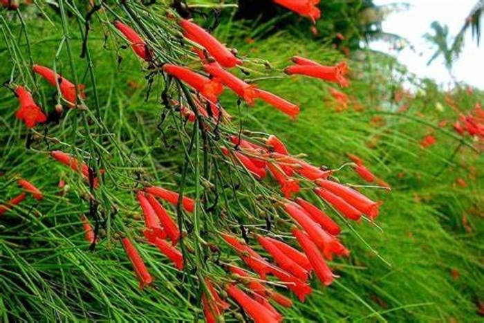 Firecracker Plant - Cuphea ignea from Hand Cart Garden Center