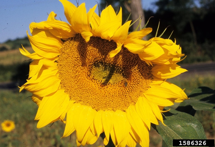 Common Sunflower - Helianthus annuus from Hand Cart Garden Center