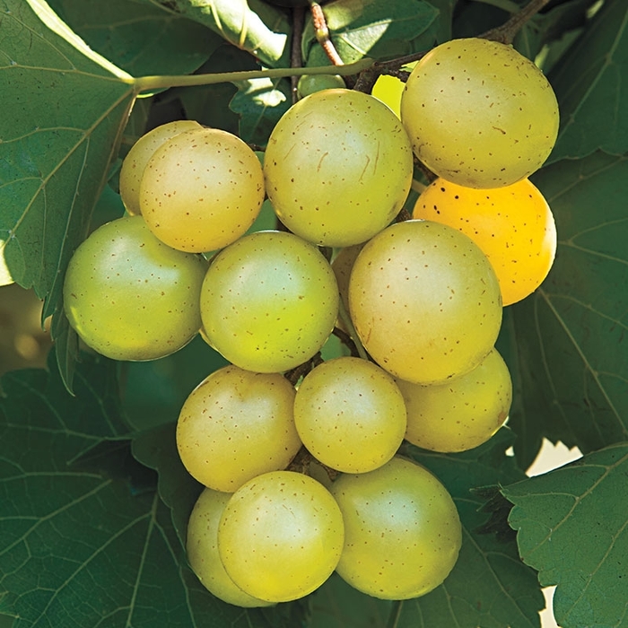 Tara 'Scuppernong' Grape - Vitis rotundifolia from Hand Cart Garden Center