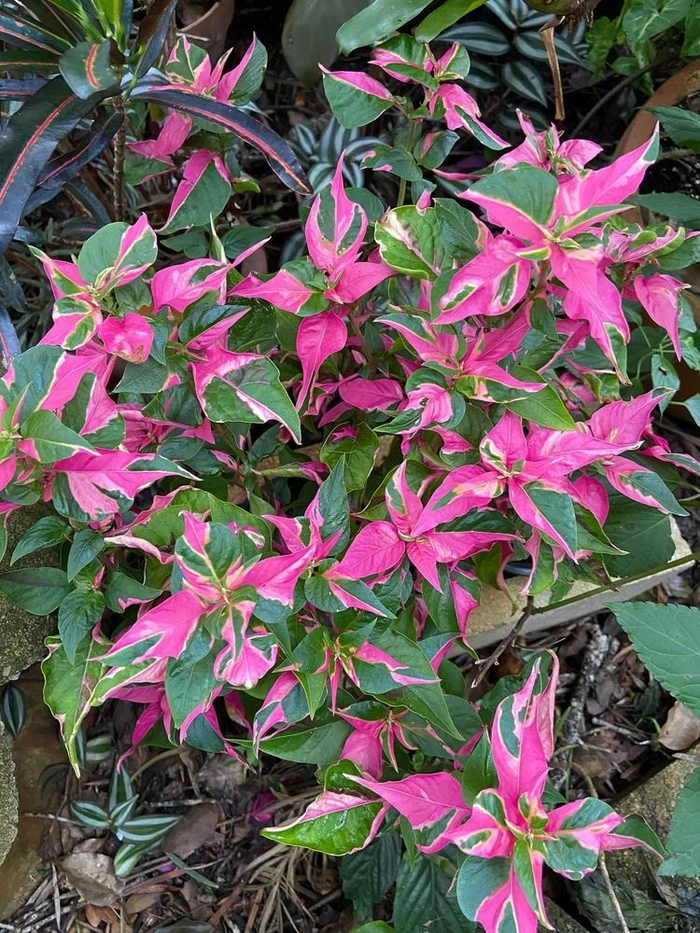 'Partytime' Joseph's Coat - Alternanthera from Hand Cart Garden Center