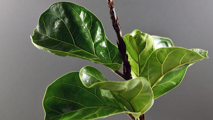 Fiddle Leaf Fig - Ficus lyrata from Hand Cart Garden Center