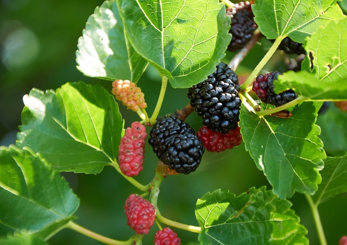 Dwarf Black Mulberry - Morus nigra from Hand Cart Garden Center