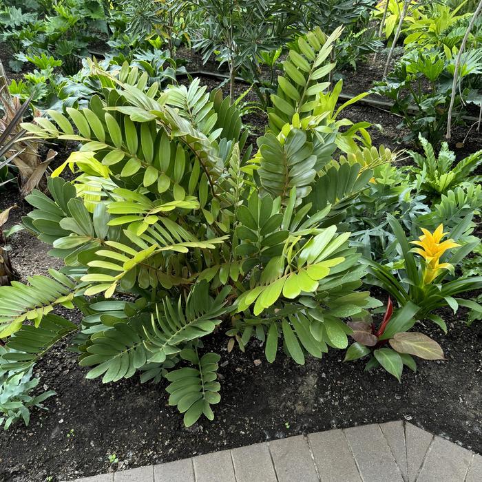 Cardboard Palm - Zamia furfuracea from Hand Cart Garden Center