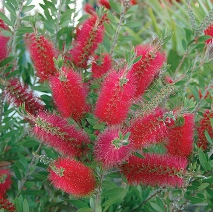 'Woodlander's Hardy' Bottlebrush Bush - Callistemon from Hand Cart Garden Center