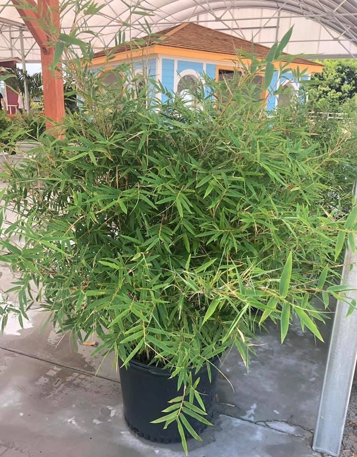 'Fernleaf' Bamboo - Bambusa multiplex from Hand Cart Garden Center