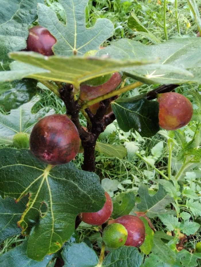 Fig - Ficus carica from Hand Cart Garden Center