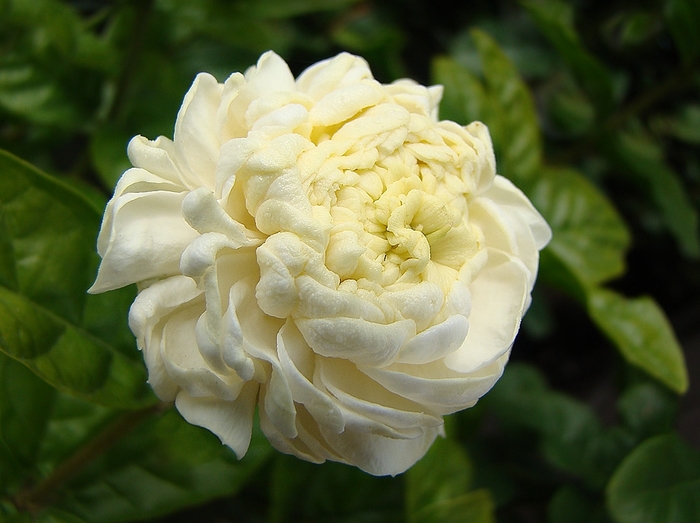 'Grand Duke' Arabian Jasmine - Jasminum sambac from Hand Cart Garden Center