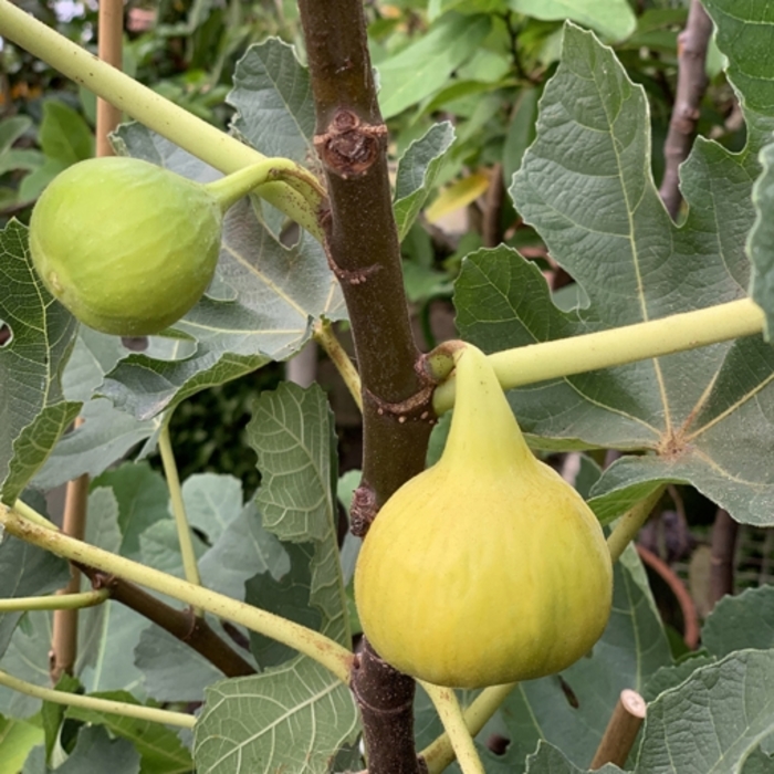 'Violette De Bordeaux' Fig - Ficus carica from Hand Cart Garden Center