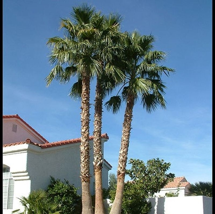 Washington Palm - Washingtonia robusta from Hand Cart Garden Center