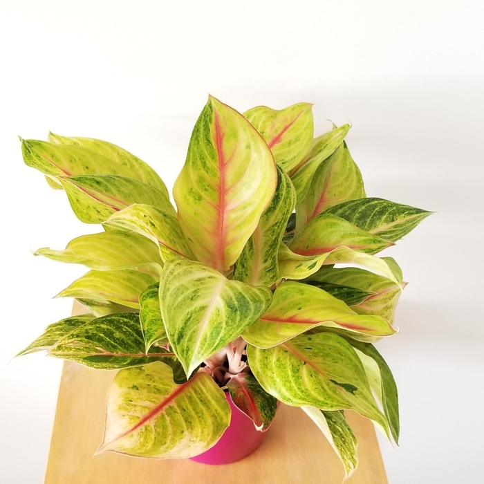 'Silver Bay' Chinese Evergreen - Aglaonema from Hand Cart Garden Center