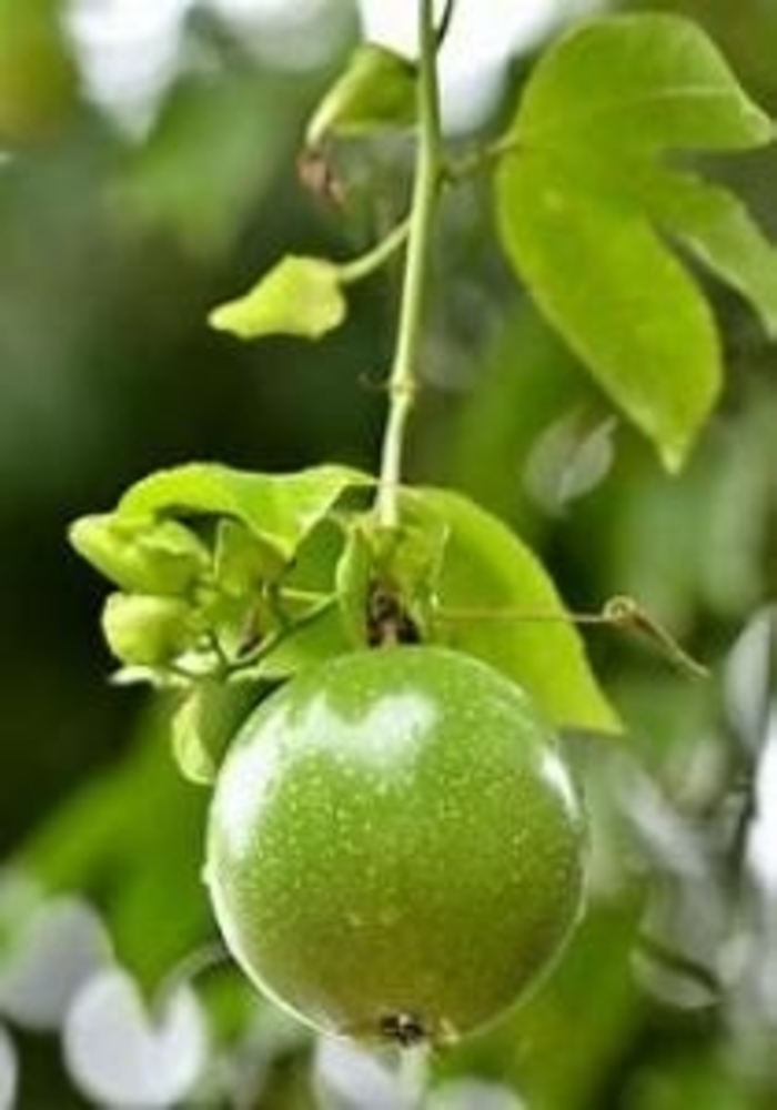 Passion Fruit - Passiflora edulis from Hand Cart Garden Center