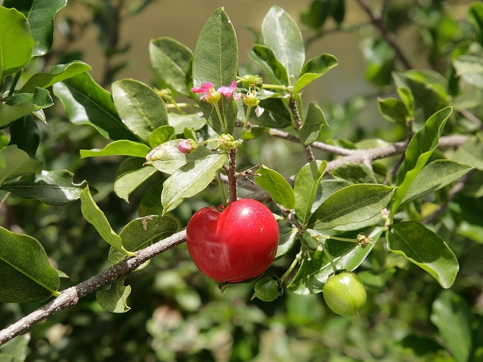 Barbados Cherry - Malpighia glabra from Hand Cart Garden Center