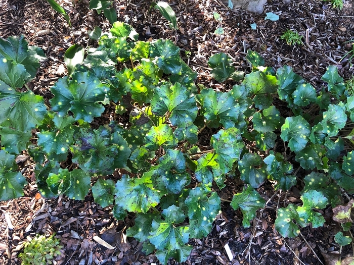 Farfugium Leopard - Farfugium japonicum from Hand Cart Garden Center