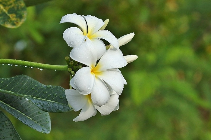 Dwarf Plumeria - Plumeria obtusa from Hand Cart Garden Center