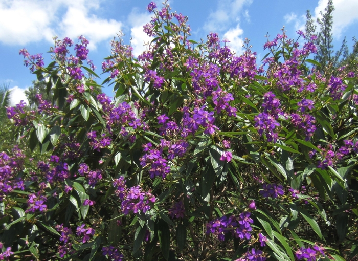 Tibouchina Tree - Tibouchina granulosa from Hand Cart Garden Center