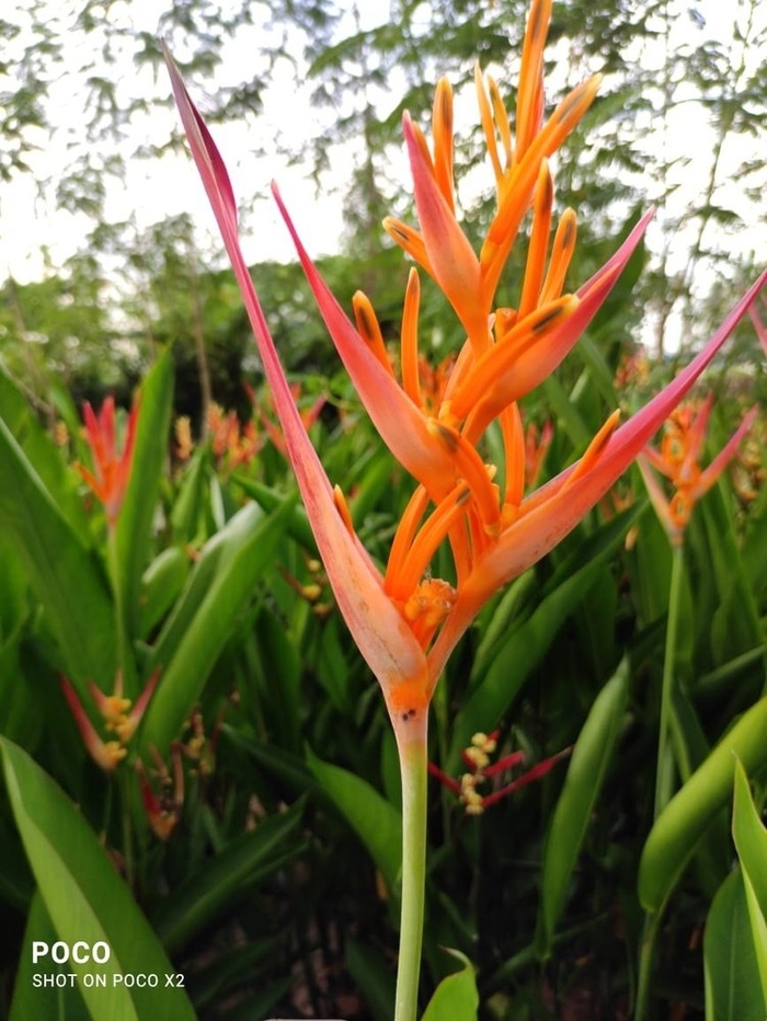 Heliconia Orange - Heliconia from Hand Cart Garden Center