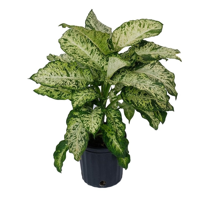 Dumbcane - Dieffenbachia seguine from Hand Cart Garden Center