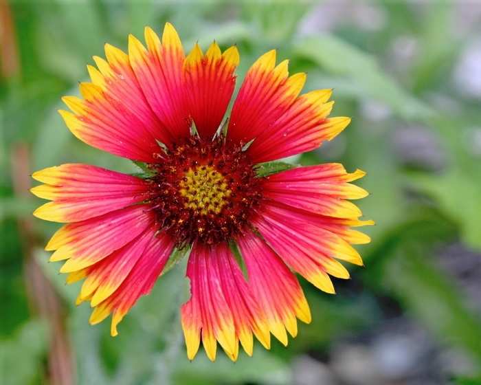 Gaillardia 'Indian Blanket' - Gaillardia pulchella from Hand Cart Garden Center