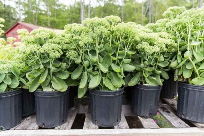 Stonecrop - Sedum from Hand Cart Garden Center