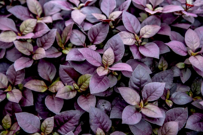 Joseph's Coat - Alternanthera from Hand Cart Garden Center